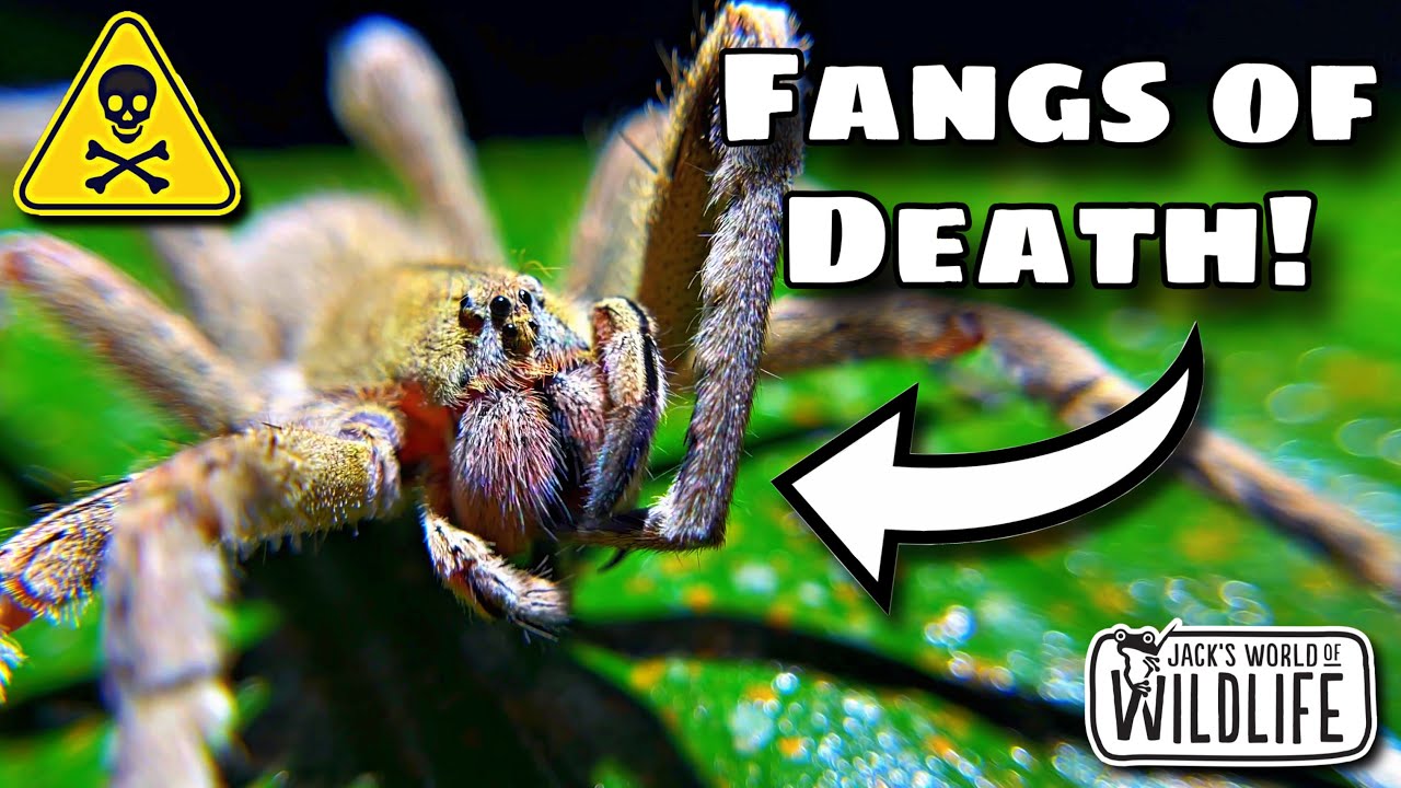 How DEADLY Is The BITE Of The BRAZILIAN WANDERING SPIDER?