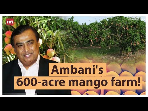 How did Reliance become India's largest mango exporter?