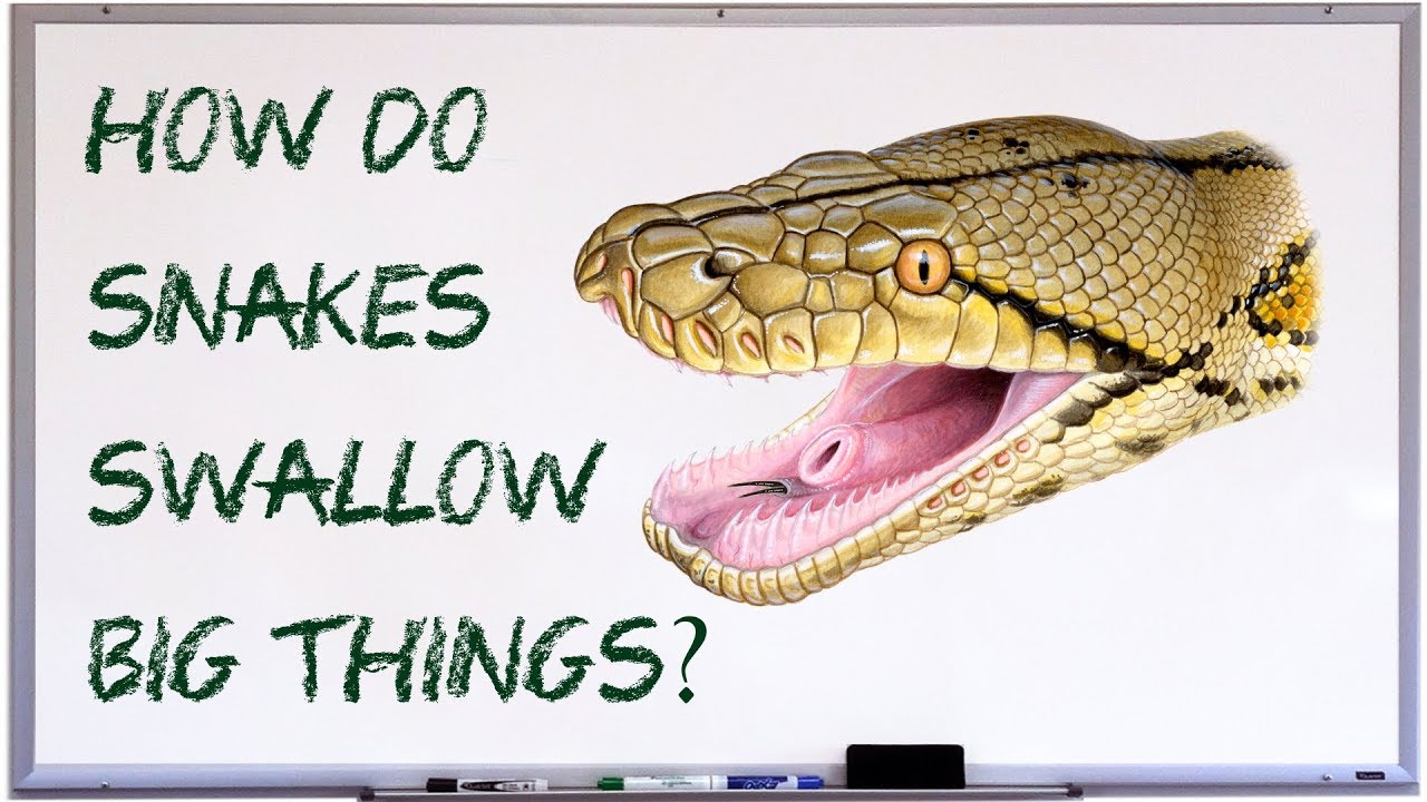 How do snakes swallow big things?