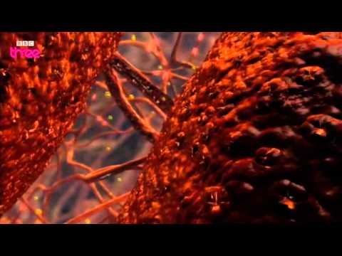 How Does Cocaine Affect The Brain? - How Drugs Work, Cocaine, Preview - BBC