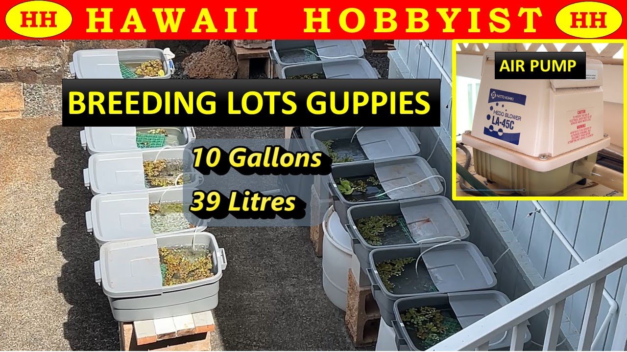How I Breed 1,000's of Beautiful Guppies.  Easy Backyard Set Up.