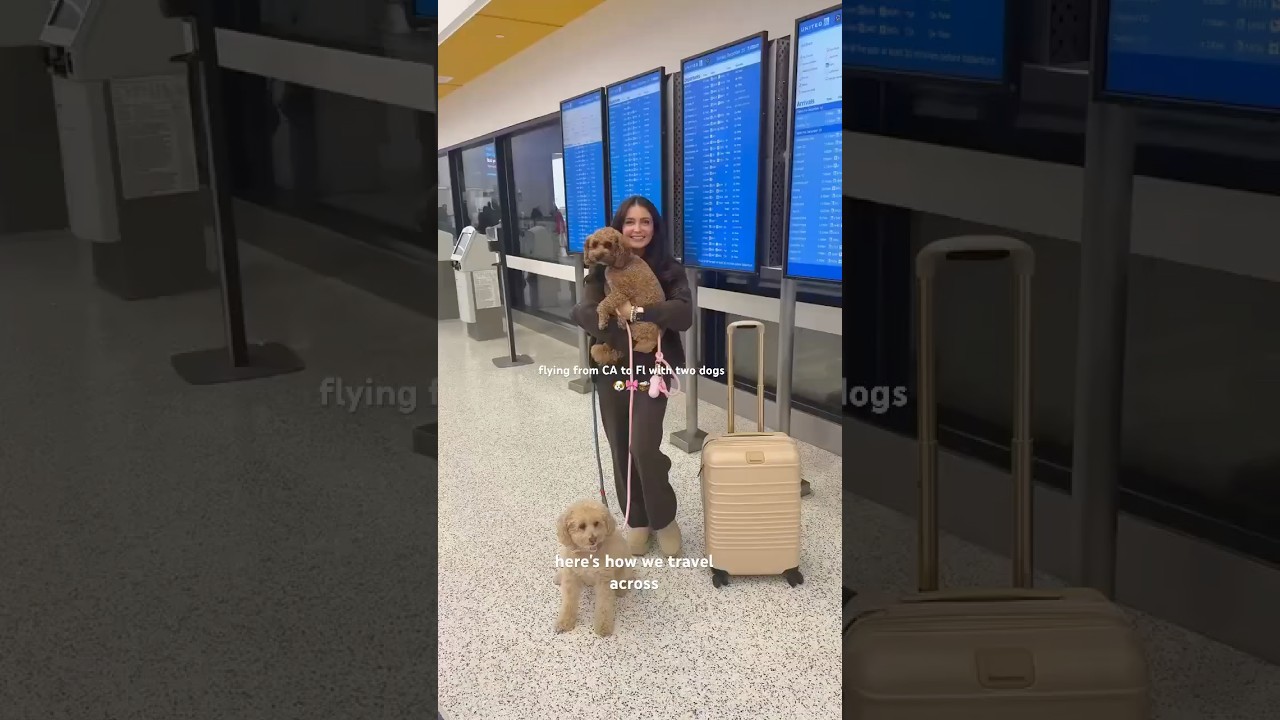 How I fly with my dogs! #traveltips #travelvlog #pettravel #flywithme #dogmom # #dogtravel #pets
