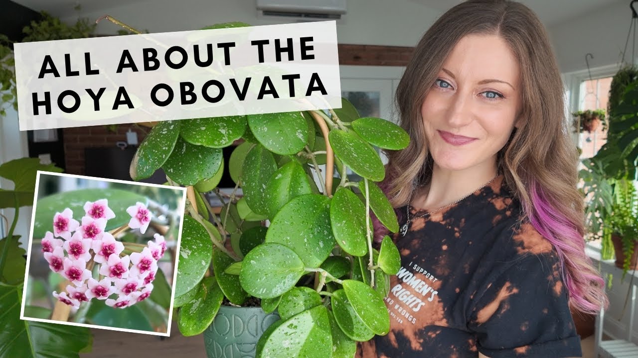 How I grew my big, bushy Hoya obovata & tips for optimal care!