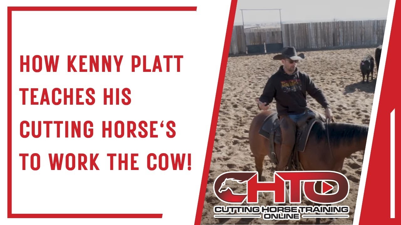 How Kenny Platt Teaches His Cutting Horse's To Work The Cow!