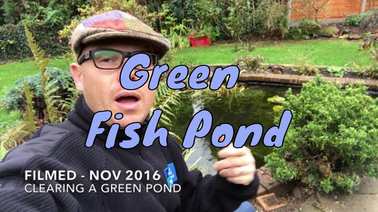 How long does it take to clear a green fish pond?