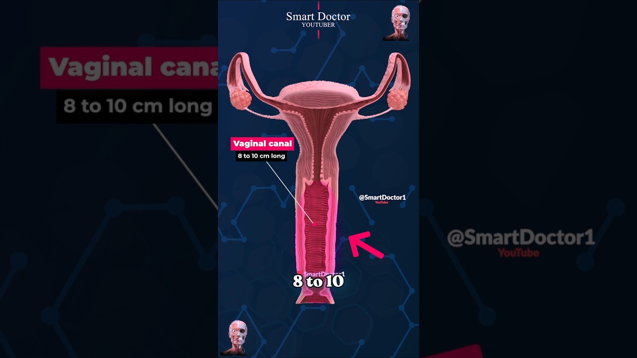 How Long Is the Vaginal Canal? ✨‍♀️