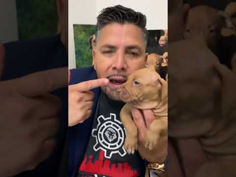 How matters on a pitbull pedigree ?  5 things that you need to know about pitbull pedigree ! Lopez