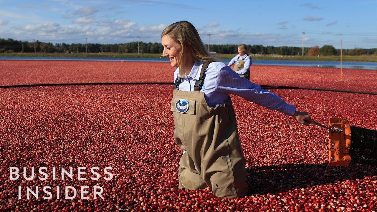How Ocean Spray Harvests 220 Billion Cranberries A Year