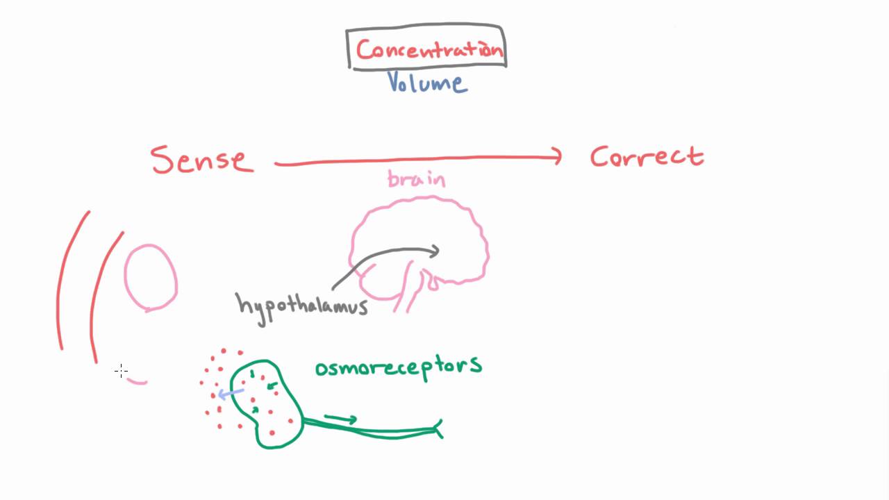 How the Body Senses Concentration Changes - The Role of Osmoreceptors