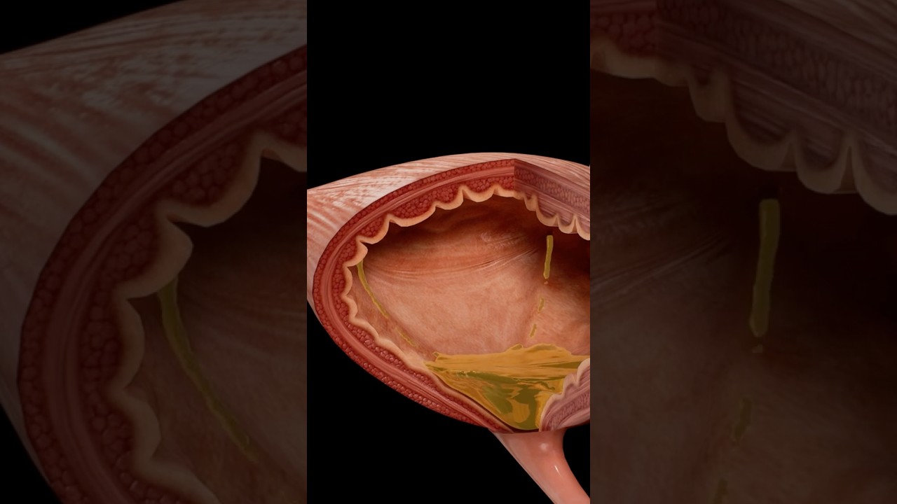 How the Urinary System Functions  |  Complete Anatomy