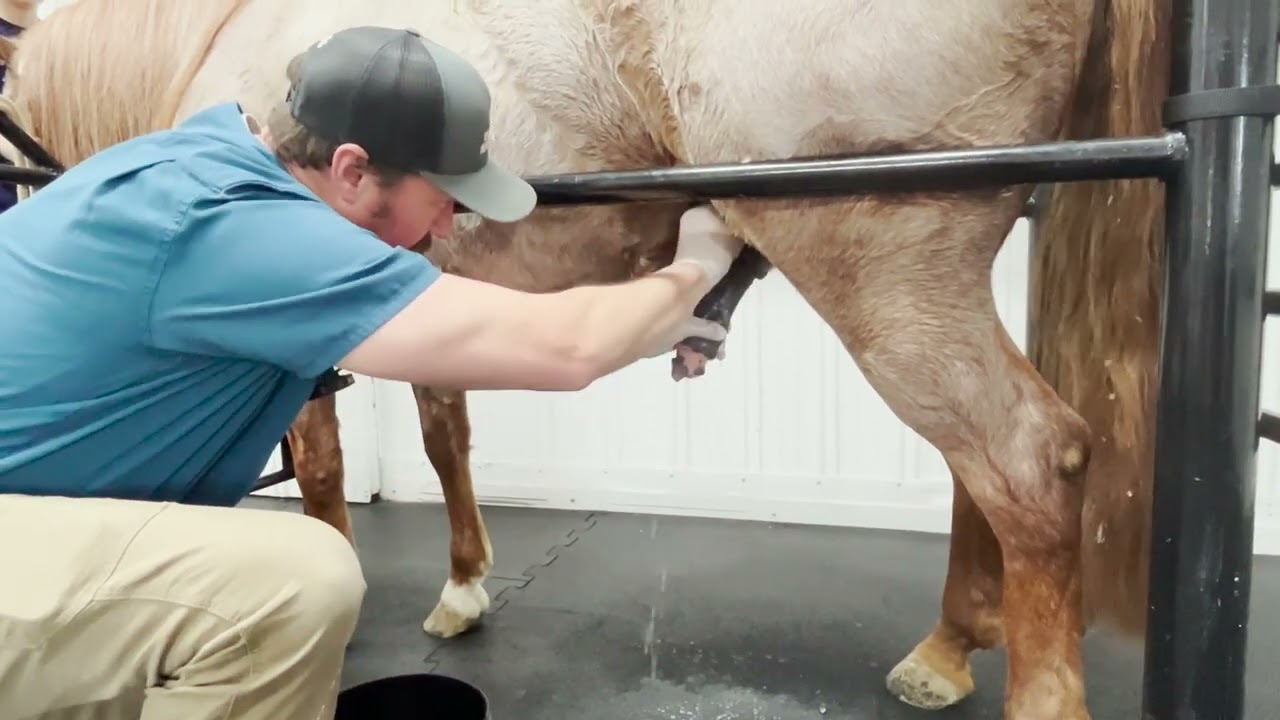 HOW TO - Cleaning a horses SHEATH!!