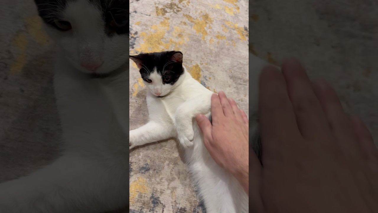How to belly rub a cat Ermis version #cat #bellyrub #catshorts