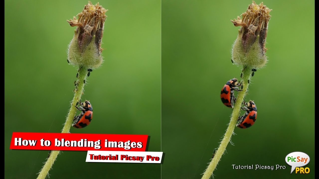 How to blending images | TUTORIAL PICSAY PRO
