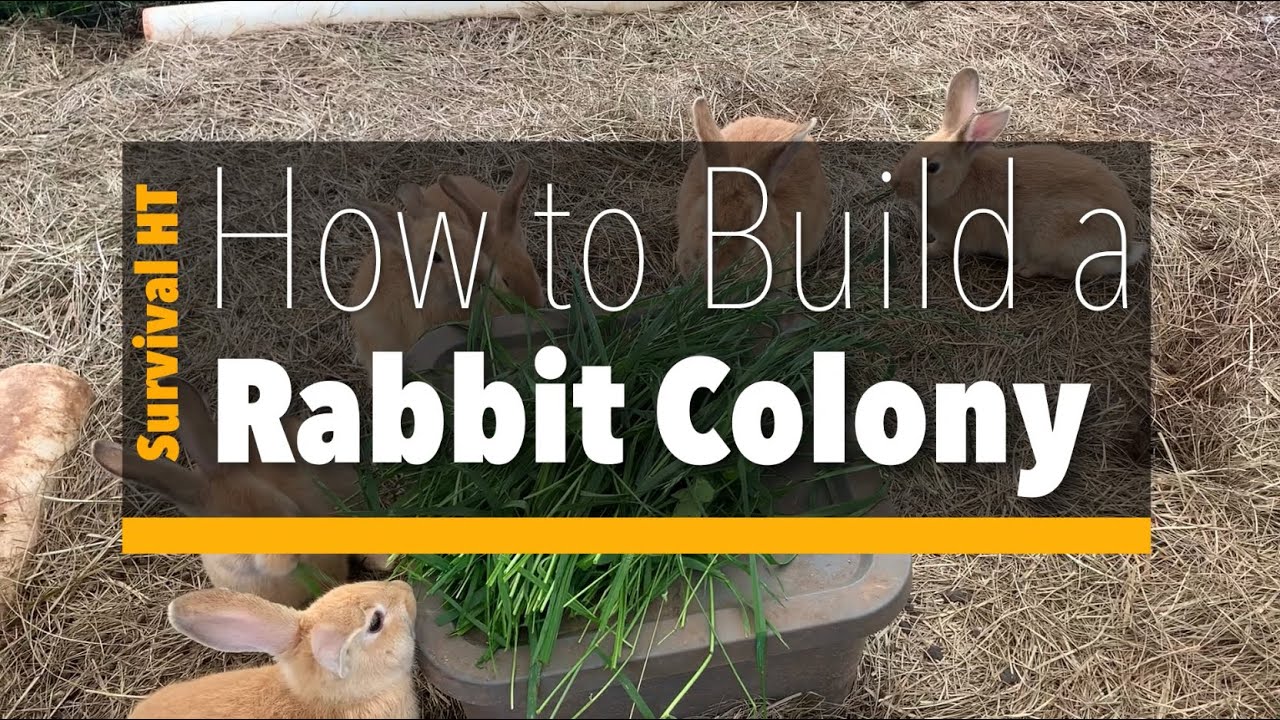 How to Build a Rabbit Colony