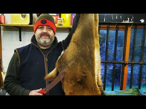 How to butcher a Deer. 156lb Red Deer. How to butcher a Red Deer Masterclass #venison #reddeer #SRP