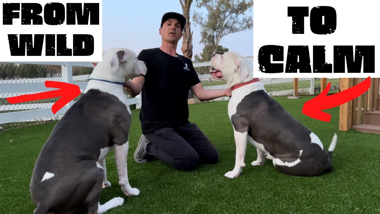 HOW TO CALM DOGS DOWN WITH YOUR 