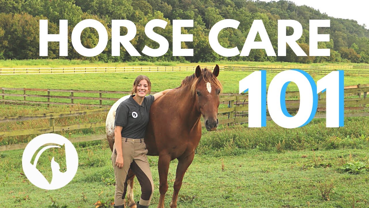 HOW TO CARE FOR A HORSE (Complete Guide)