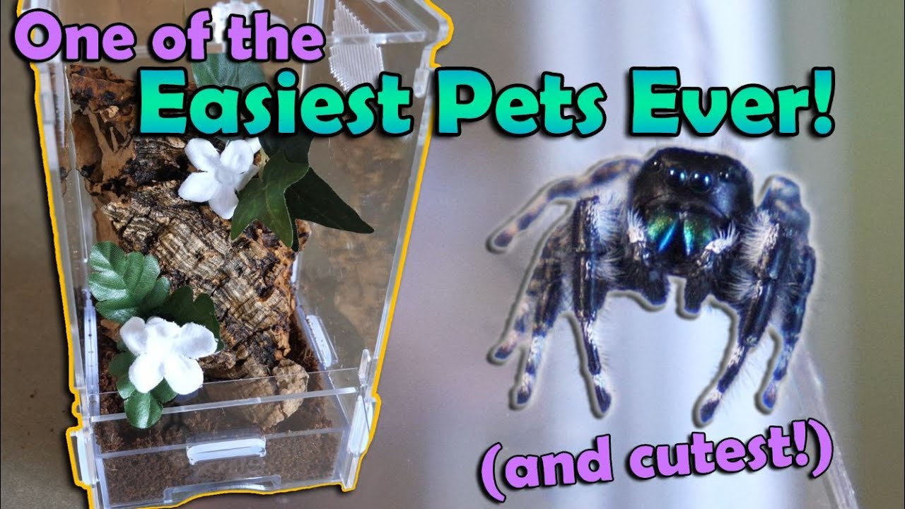 How to Care for Jumping Spiders!