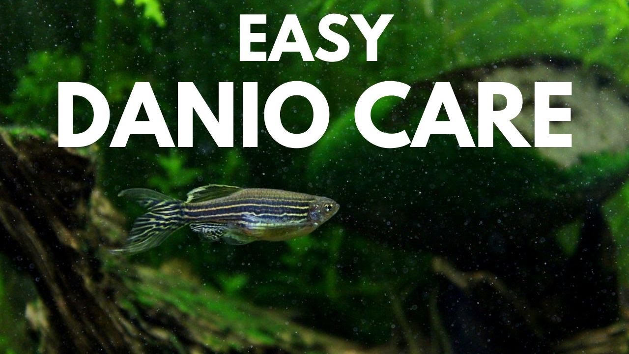 How to Care for Zebra Danios