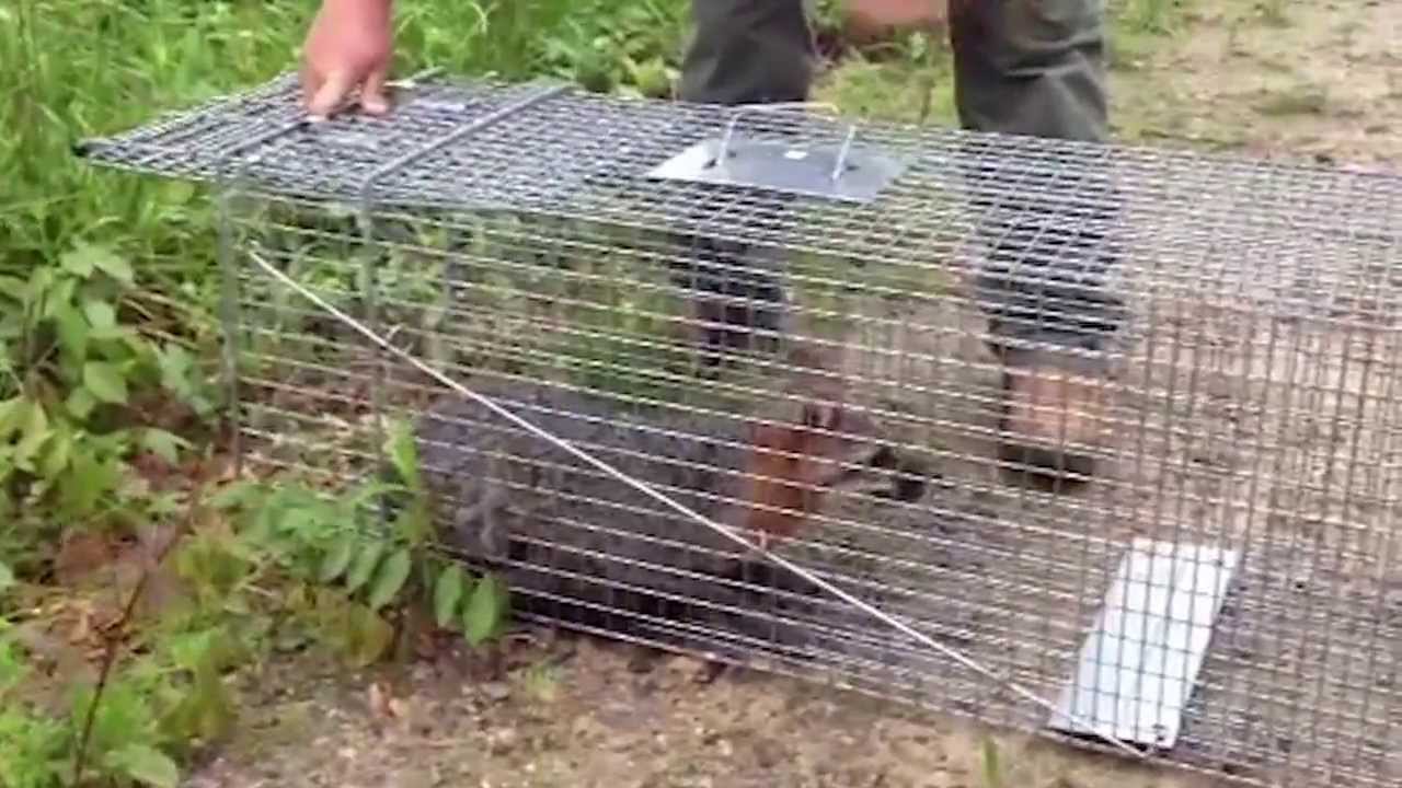 How To Catch a Fox