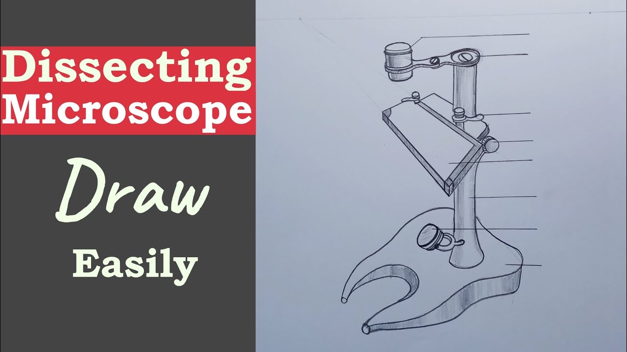 How to Draw a Dissecting Microscope || Dissecting Microscope Drawing || microscope drawing