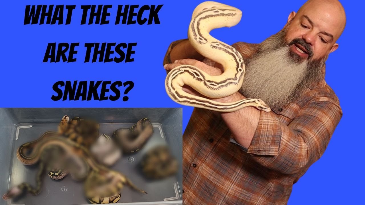 How To Figure Out What Morphs Are In Your Snake - Plus Crazy New Clutch Reveal!