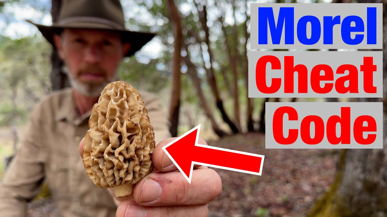 How to Find More Morel Mushrooms Than Everyone Else