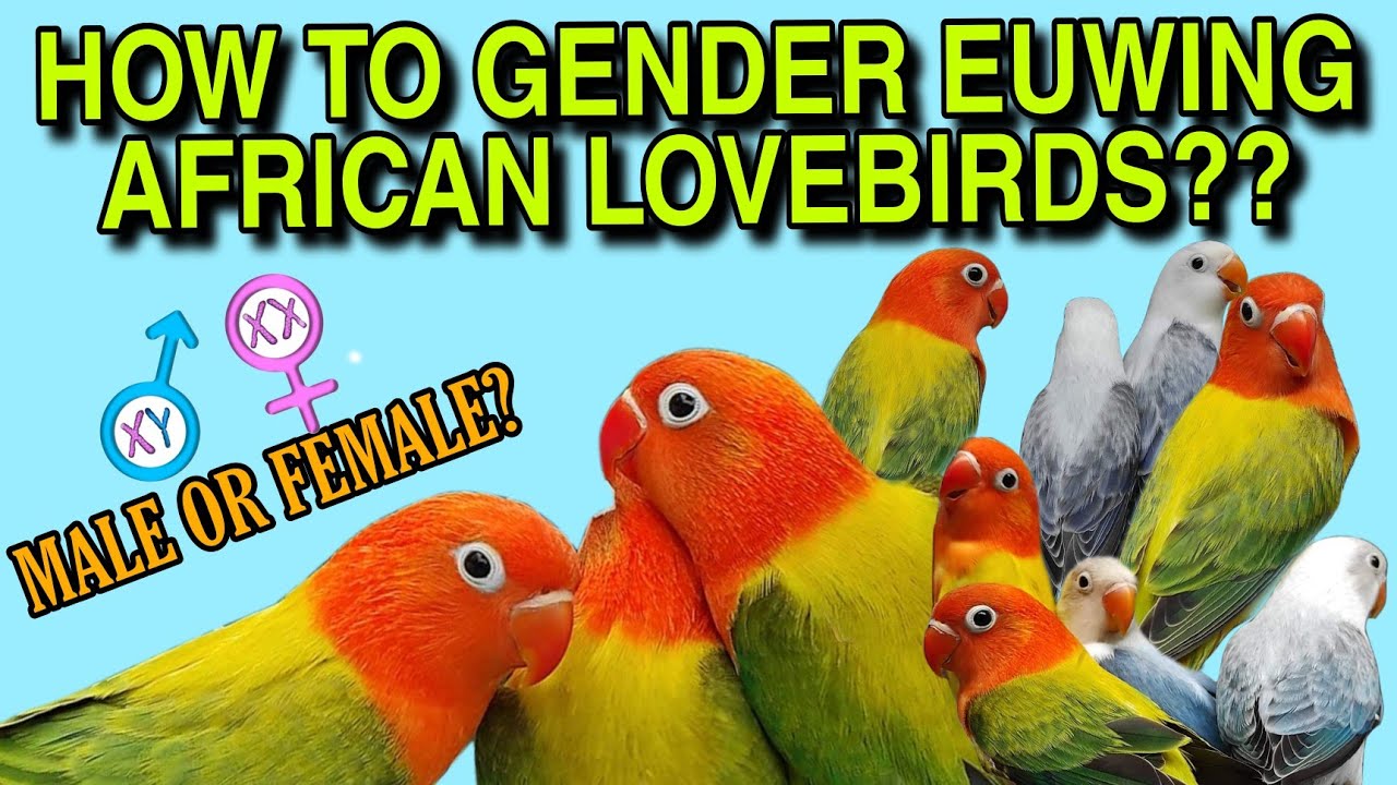 HOW TO GENDER EUWING AFRICAN LOVEBIRDS