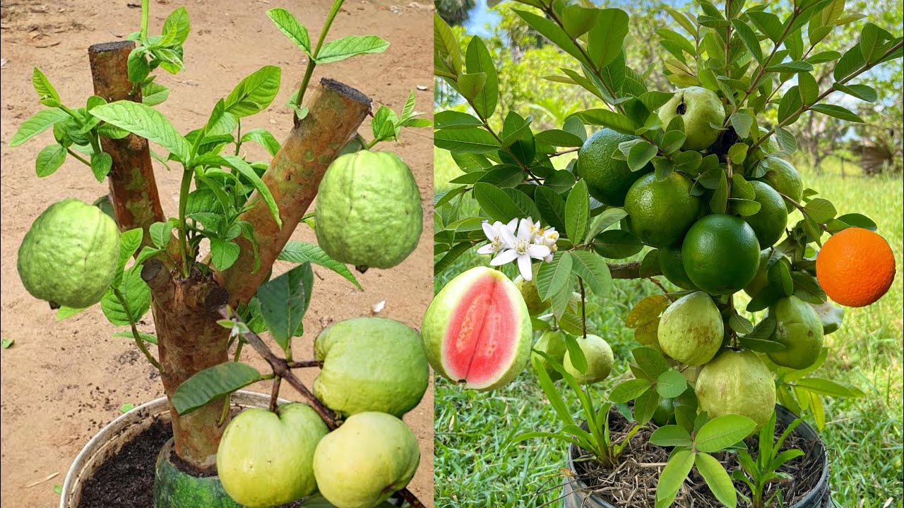 How to grow and propagate guava tree with oranges fruit | Grafting guava tree