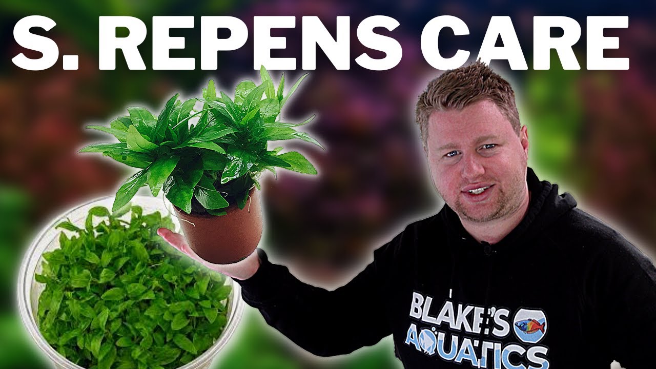 How to Grow and Propagate S Repens / Staurogyne Repens