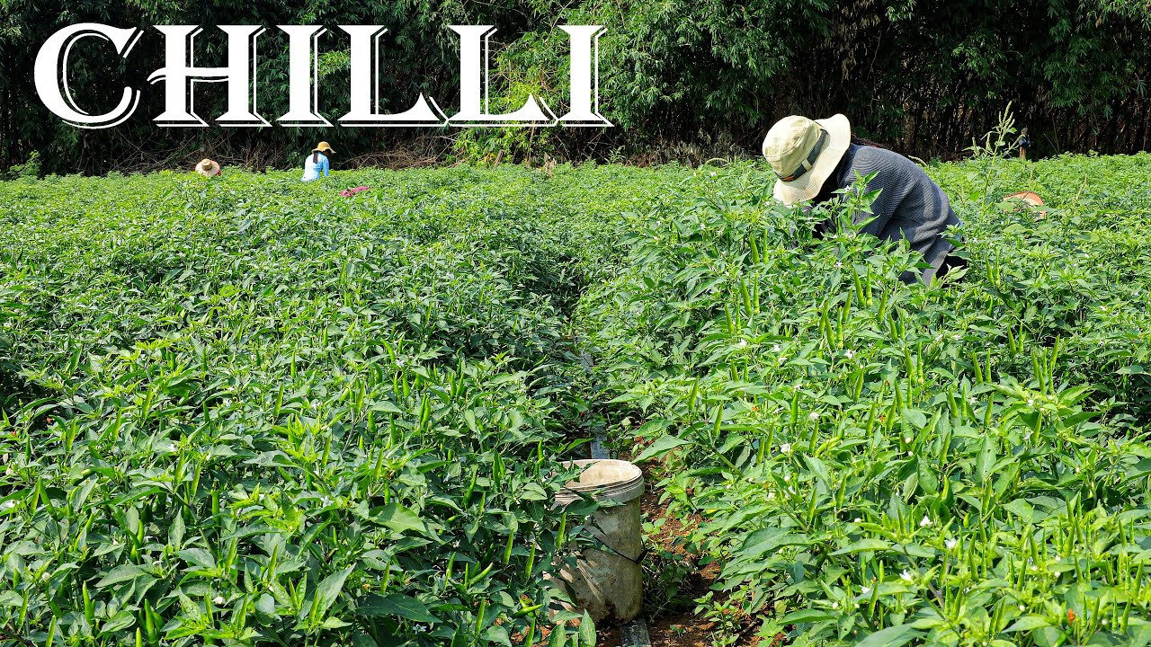 How to Grow Green Chillies from Seed in My Village | Chillies Growing Skill | Farm Channel
