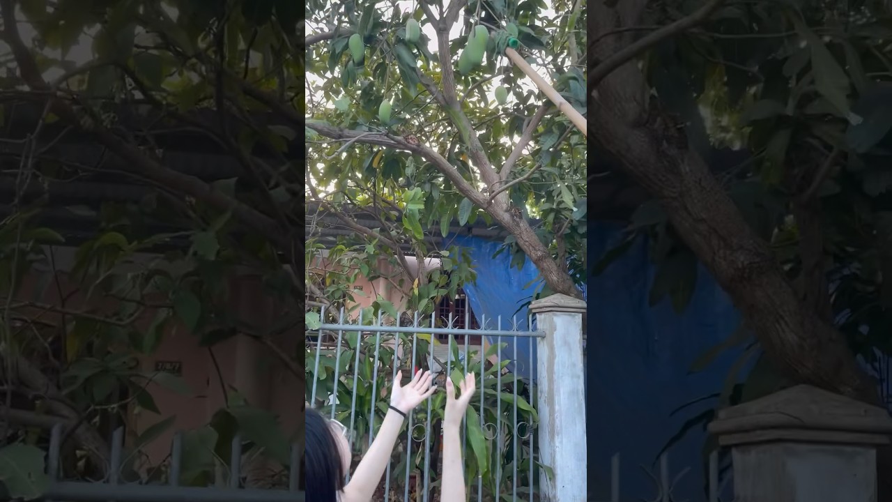 How to harvest mango #shorts #how #mango