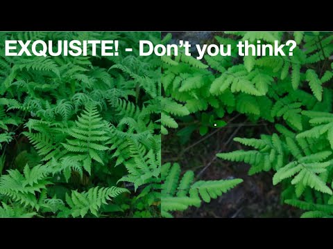 HOW TO IDENTIFY BEECH FERN AND OAK FERN (DETAILED IDENTIFICATION VIDEO)