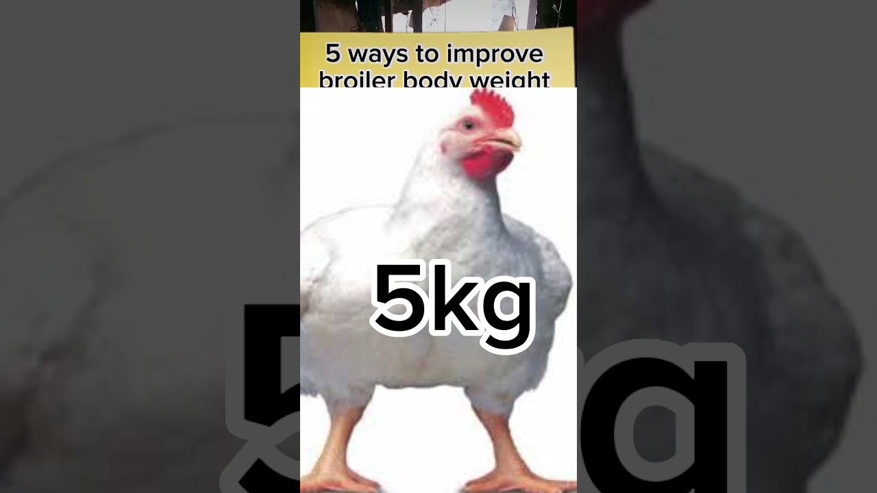 how to increase broiler body weight