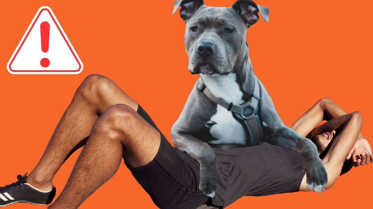 How to Instantly Make Your Staffy Respect You