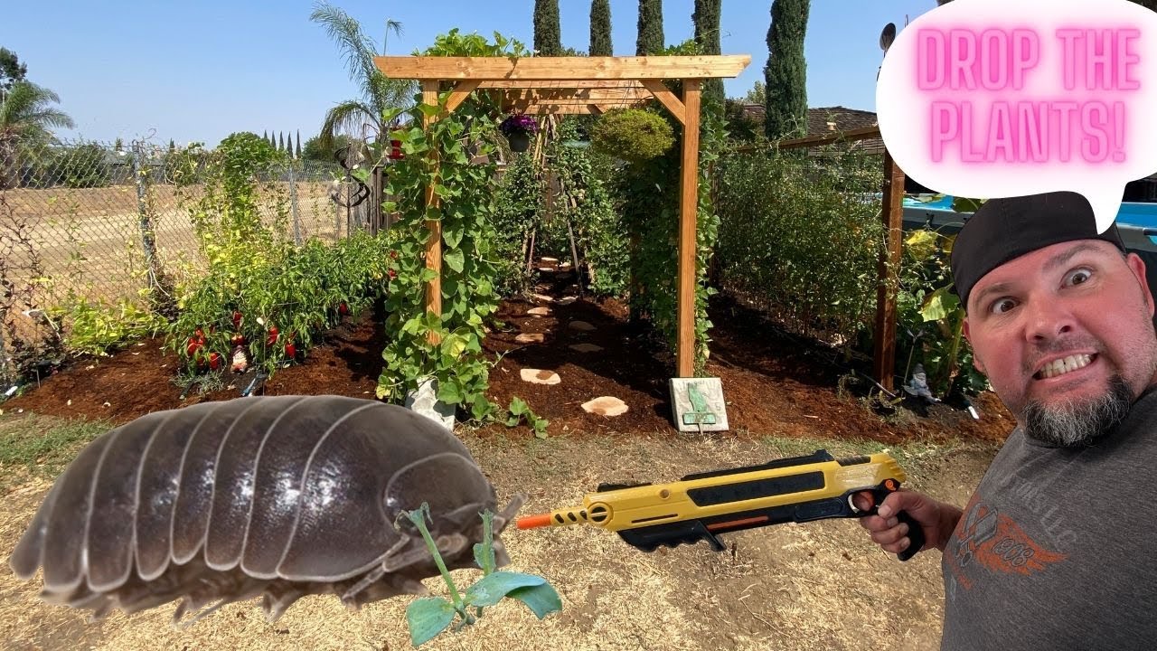 How to Keep Pill Bugs (Rollie Pollie) from Eating you Plant Starts.