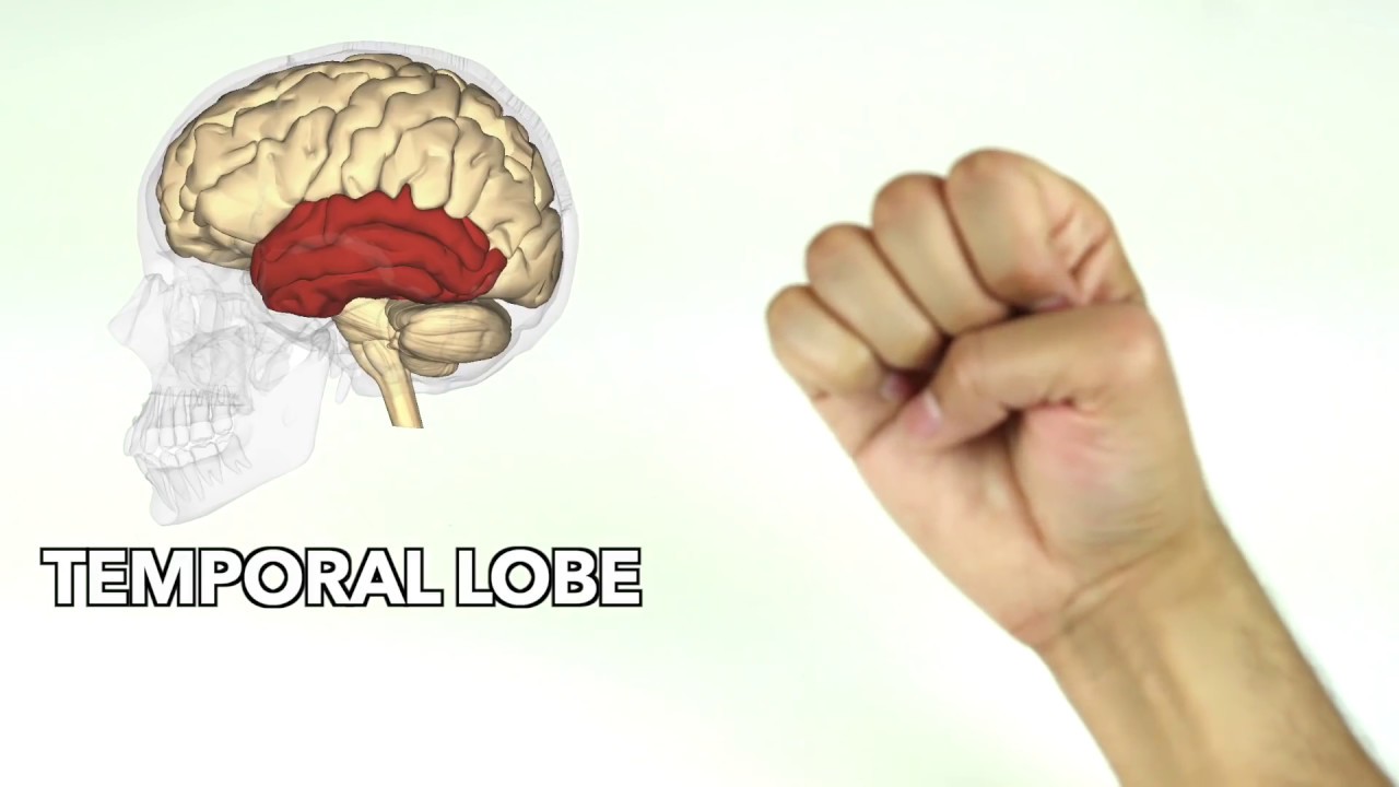 How to learn major parts of the brain quickly