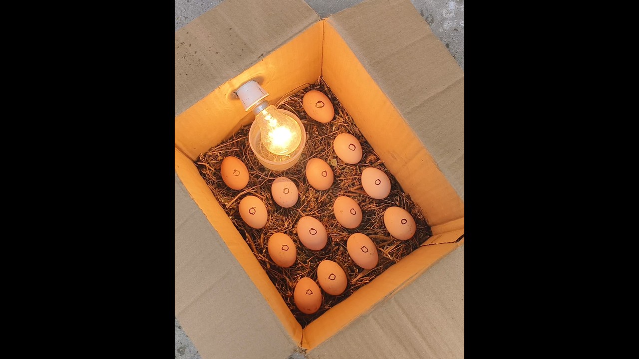 How to make a home incubator at home from a paper box