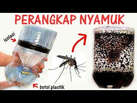 How to make a mosquito trap from used bottles