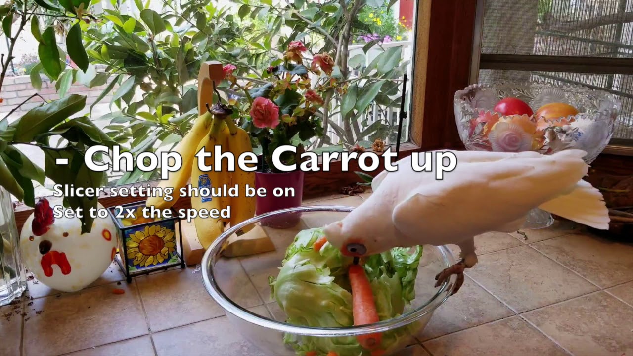 How to Make a Salad: Parrot Edition