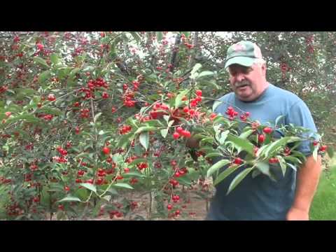 How to pick cherries properly
