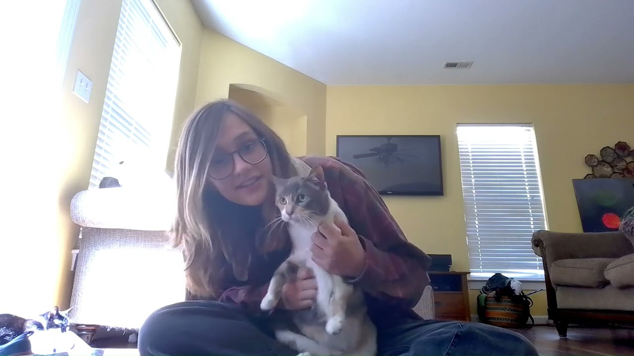 How to pill a cat   Made with Clipchamp