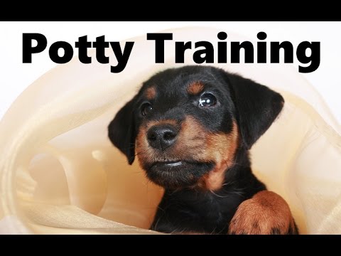 How To Potty Train A Jagdterrier Puppy - German Hunt Terrier House Training - Jagdterrier Puppies