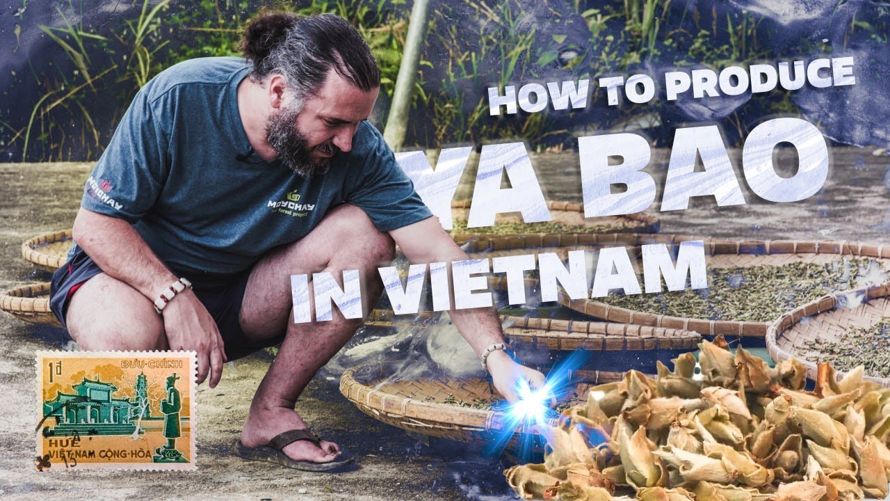How to produce Ya Bao tea in Vietnam