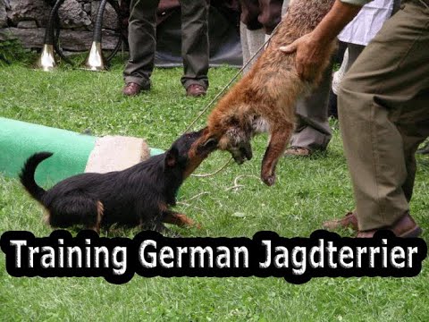 How to properly train a jagdterrier to prepare for hunting, training.