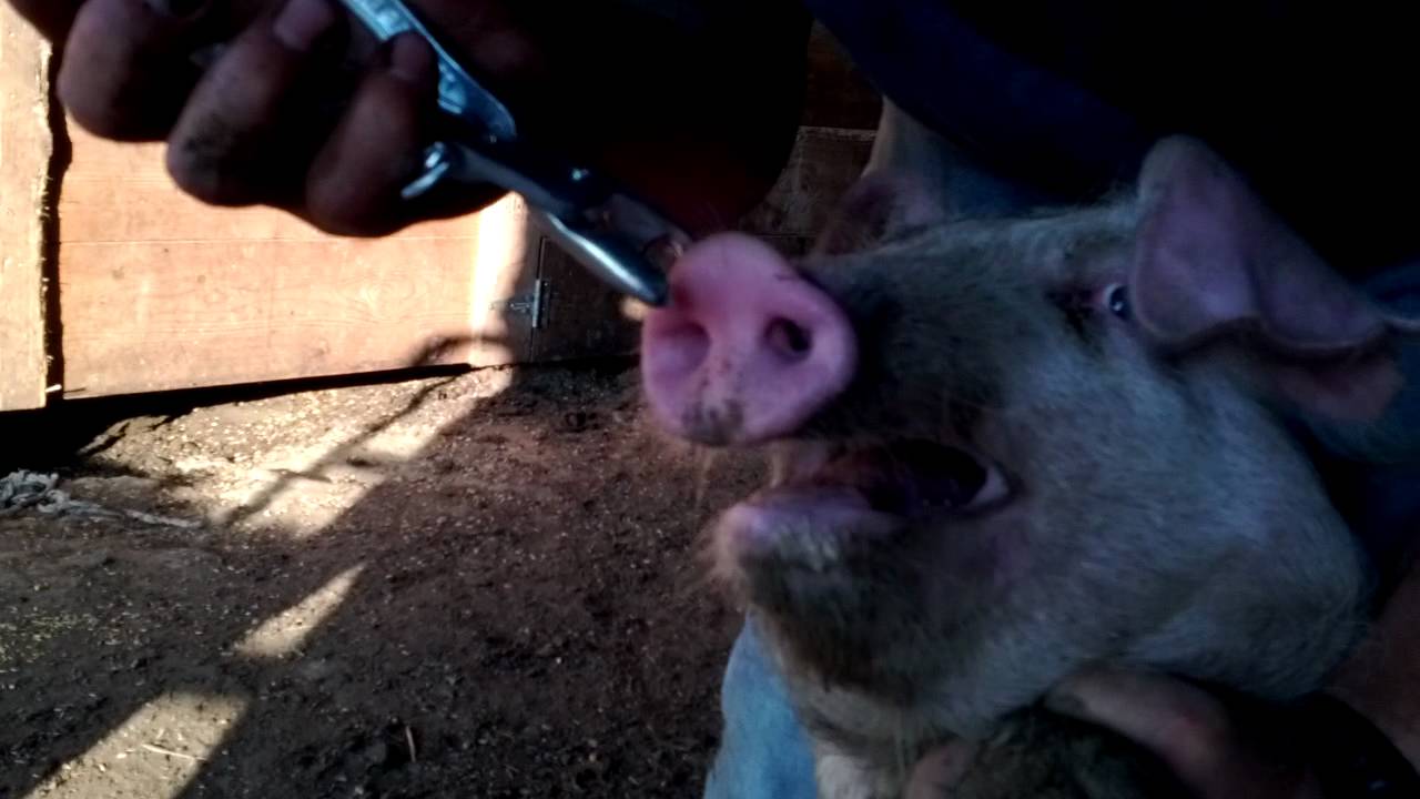 How to ring a pigs nose
