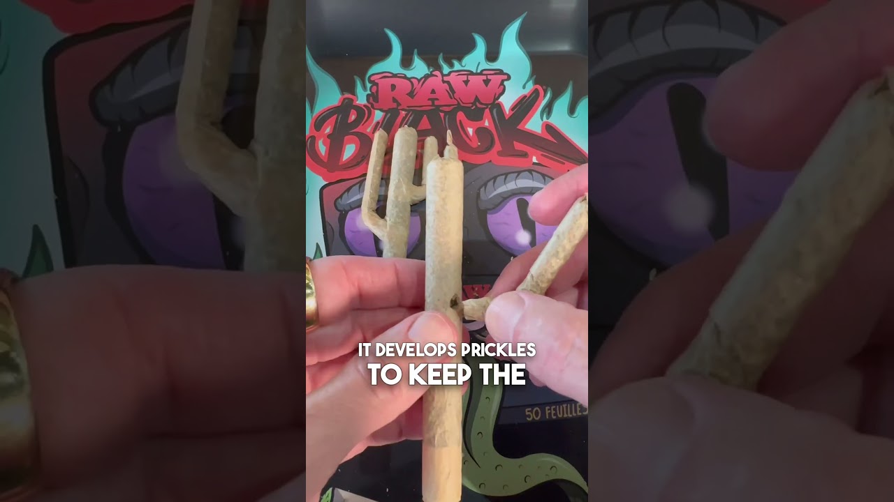 How to roll a Cactus 🌵
