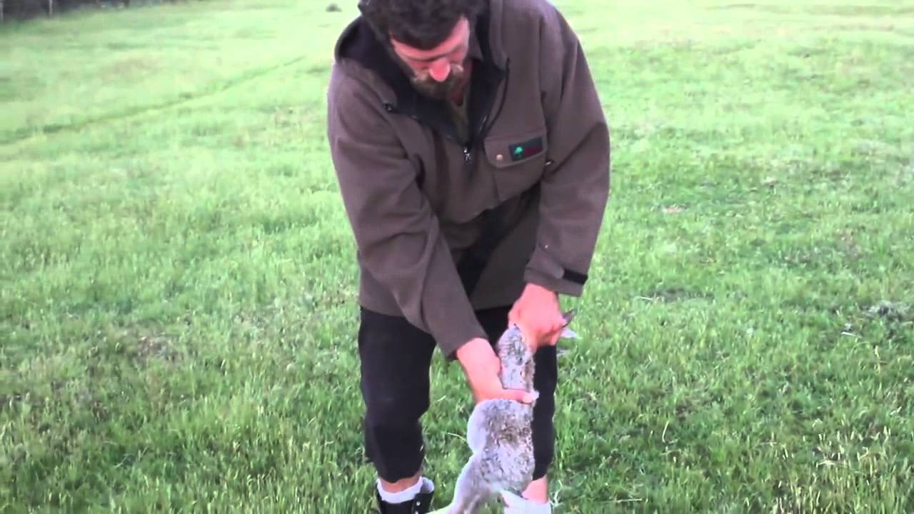 How to Skin and Gut a Rabbit in 10 Seconds, Kiwi Bushman Styles