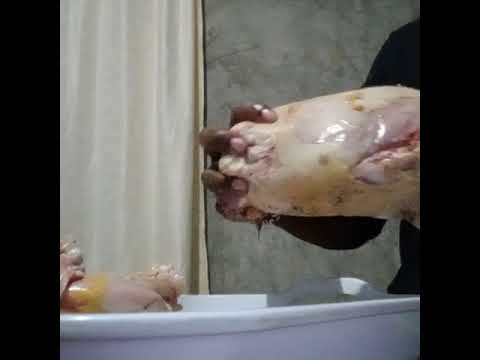 How to slaughter chicken 🐔part 3