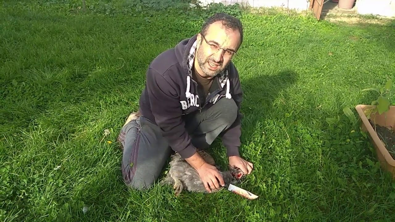 How to slaughter halal chicken, according to Islamic methods